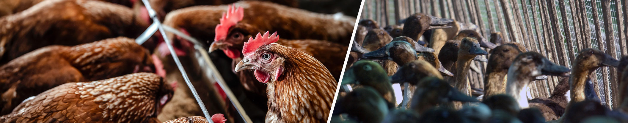 Global AIV with Zoonotic Potential