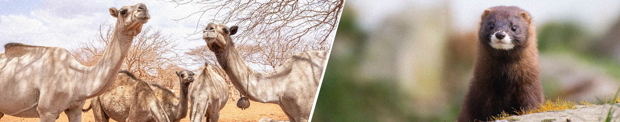 Emerging zoonotic coronaviruses in animals